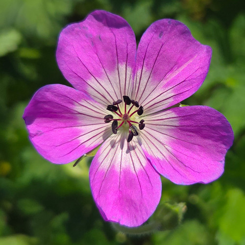 Stück geranium kelly - stück, 'kelly