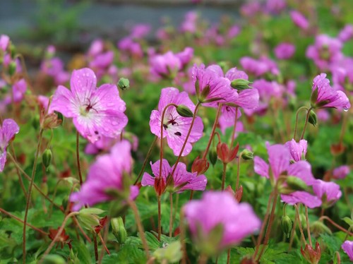 Storchschnabel geranium kelly - storchschnabel,